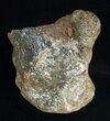 Woolly Rhinoceros Ankle Bone - Late Pleistocene #3452-4